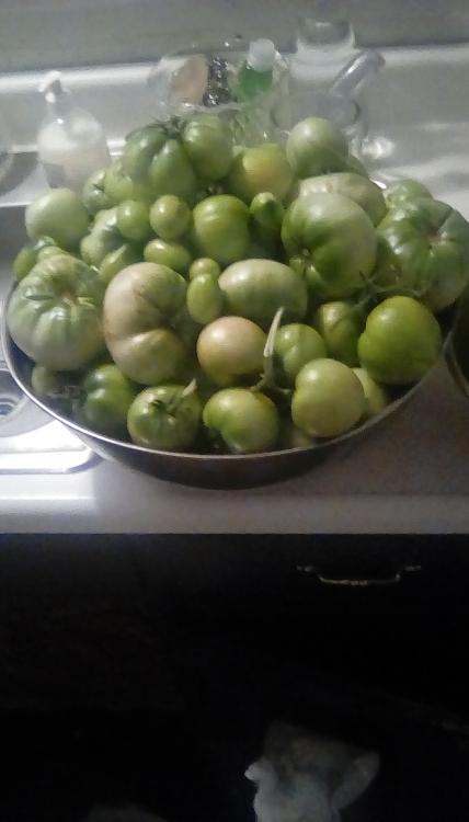 End of season tomato harvest, 2019.