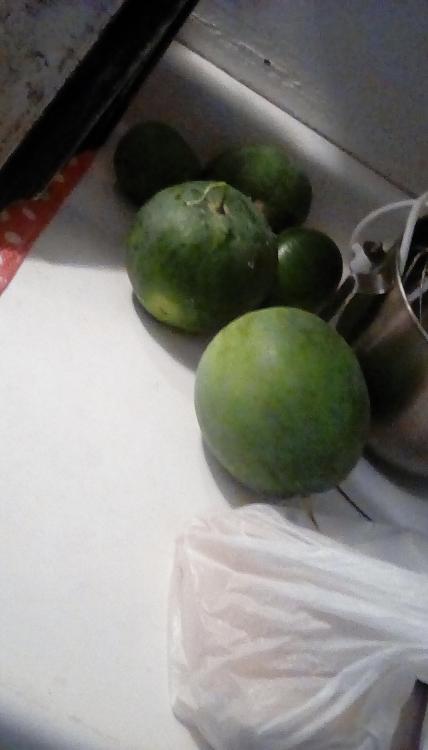Watermelons on a countertop next to a metal a mixer and a white plastic bag of something.
