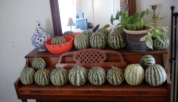 Fifteen Red-seeded Citron watermelons (AKA Colorado Preserving Melons) on a wooden piano. One is in a red Halloween bowl. The piano also holds a mirror, which reflects some of the watermelons, a vase, a brass candlestick, and a golden pothos houseplant.