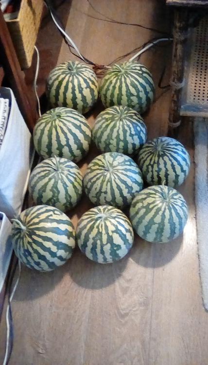Ten Red-seeded Citron watermelons, whole, on the floor. AKA Colorado Preserving Melons.