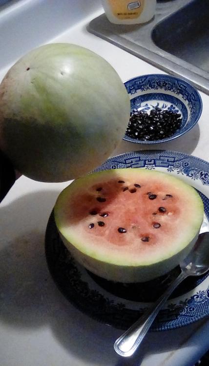 Navajo Winter watermelon fruit, cut open, with thick, but sweet rind. Red flesh. Dark seeds. Seeds in a bowl.