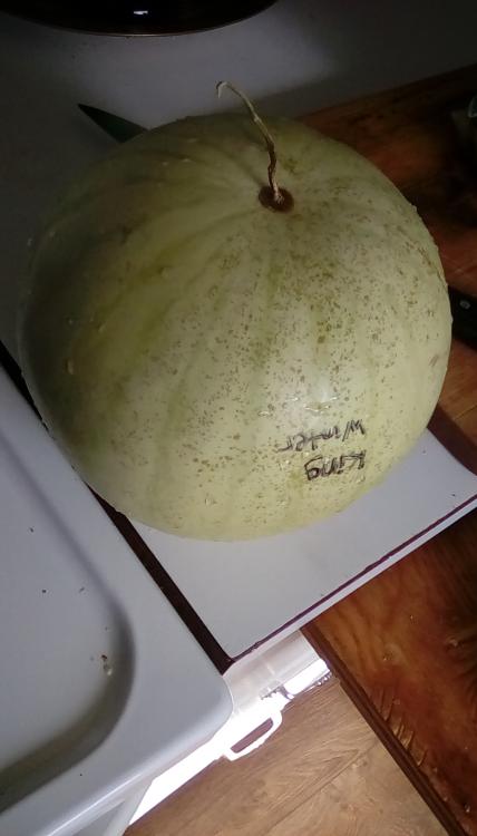A whole, labeled King Winter watermelon fruit on a countertop. The rind is speckled.