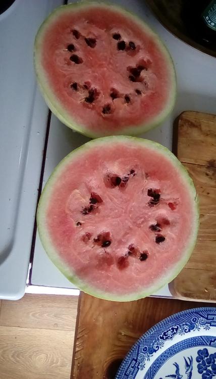A King Winter watermelon fruit cut in two. It has pink flesh and black seeds.