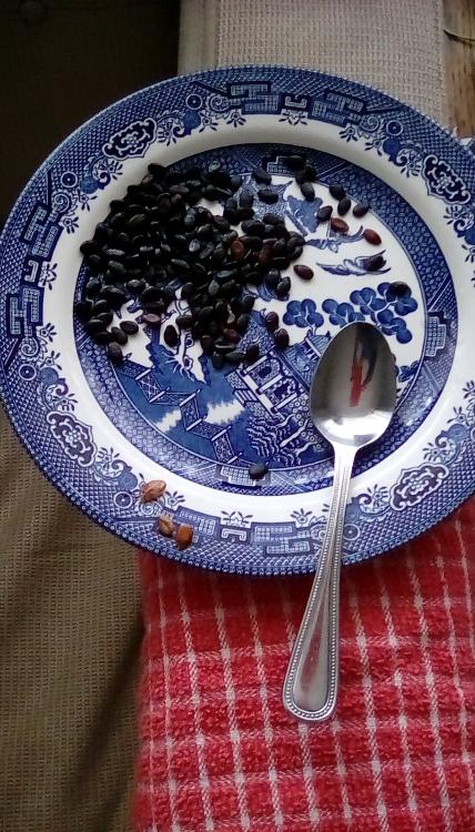 King Winter watermelon seeds on a plate with a spoon. Most of the seeds are black.