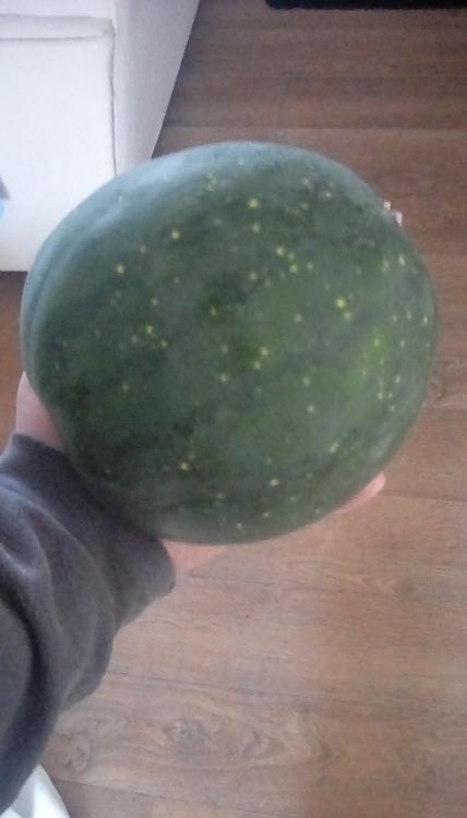 Weeks NC Giant cross watermelon fruit, with stars, whole, being held in one hand. The rind has faint stripes.