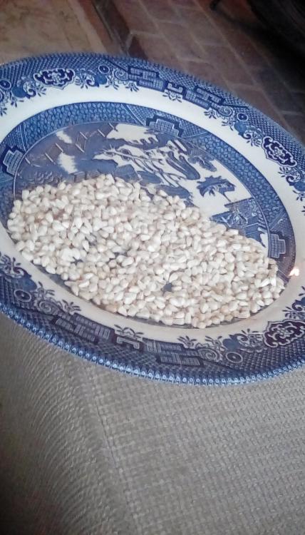Many white Corrales Azafrán safflower seeds on a large blue and white plate.